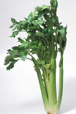 Celery seed Apium graveolens